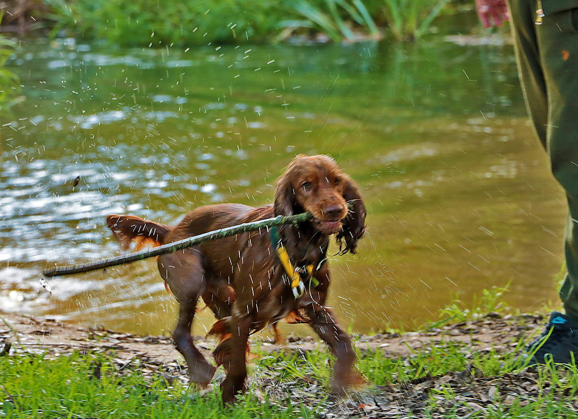 Возьми, хозяин!