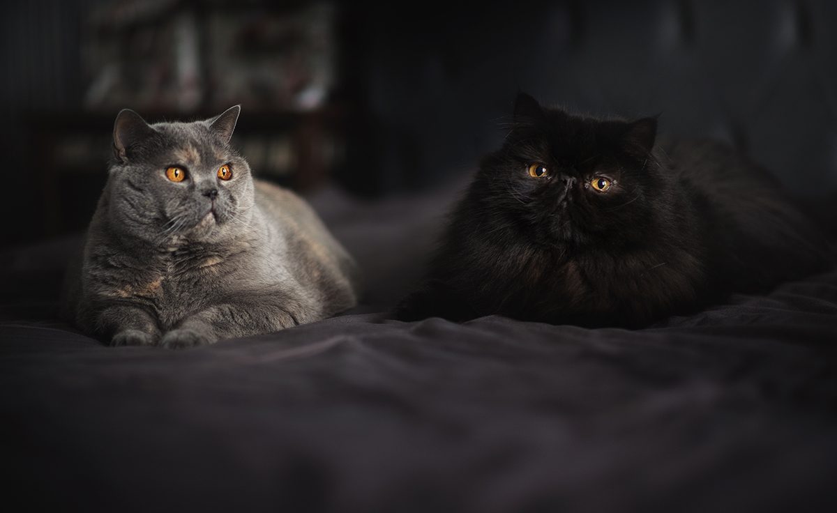 Ну оочень добрая компашка...