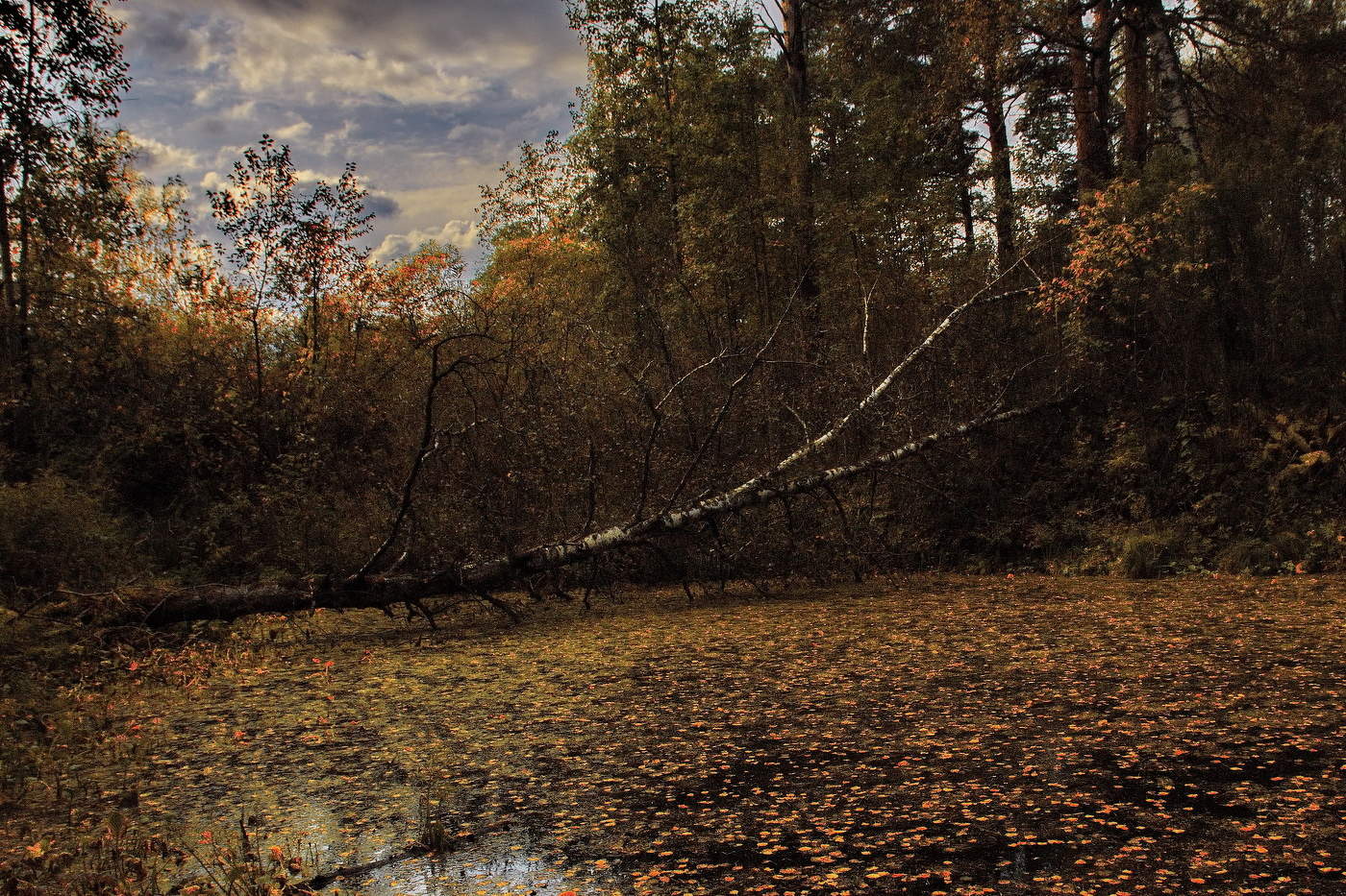 *Лесное озеро.**