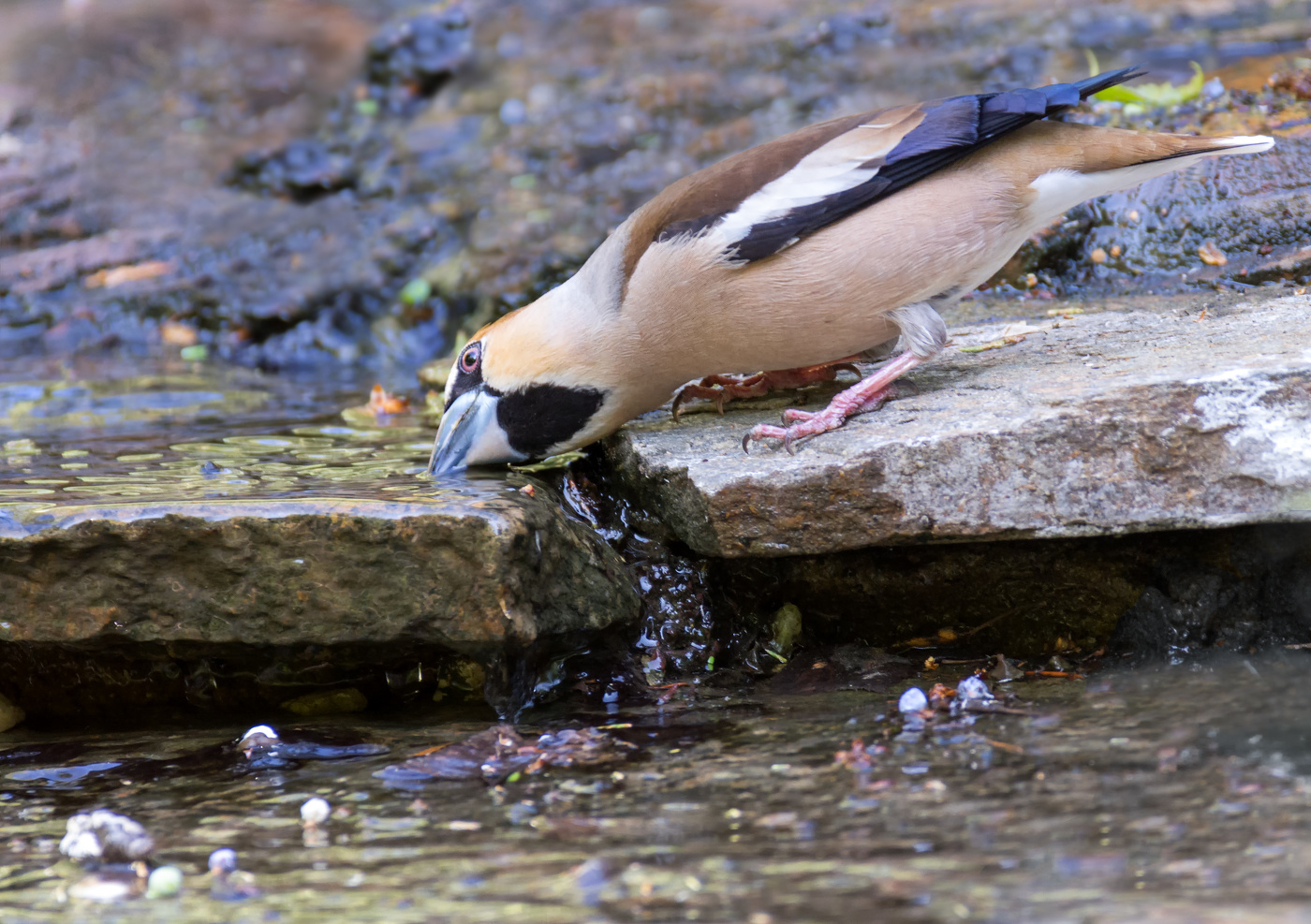 Дубонос на водопое.