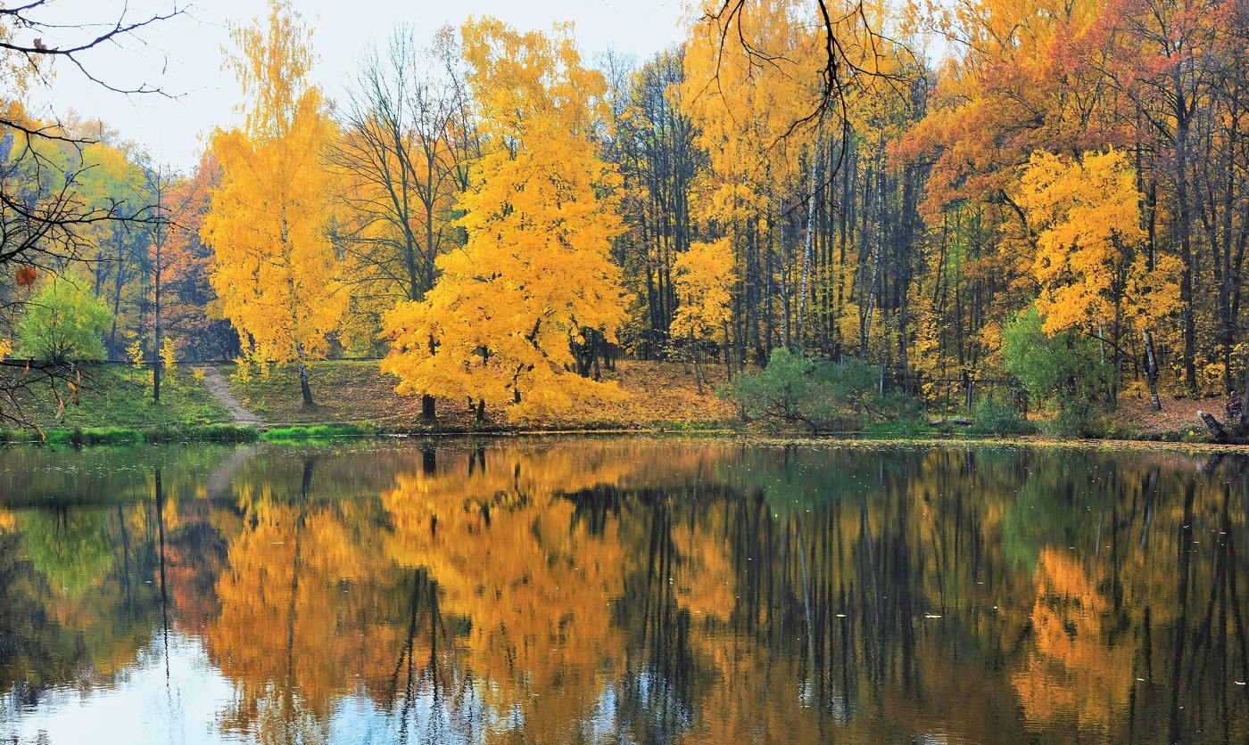"Глядится в безвольные воды румяный, редеющий лес..."