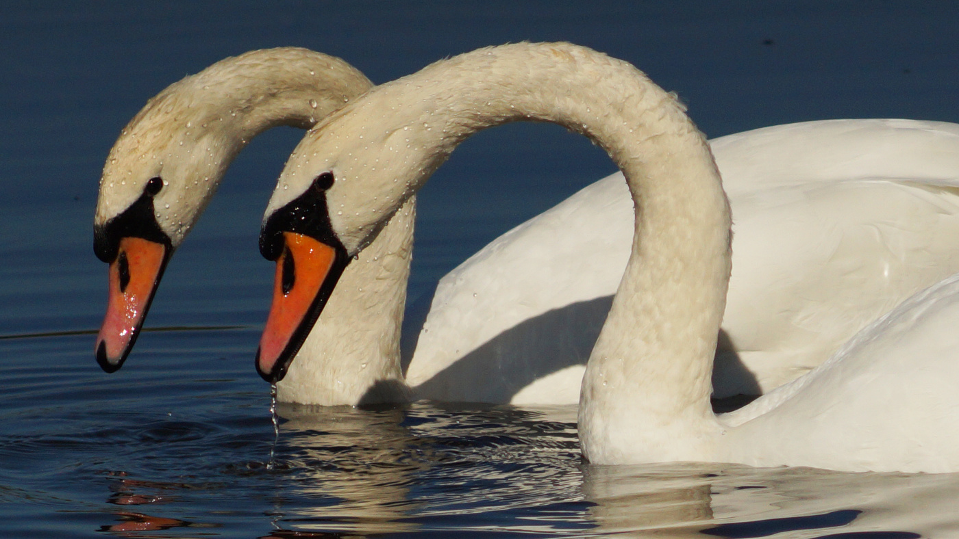 И снова лебеди.