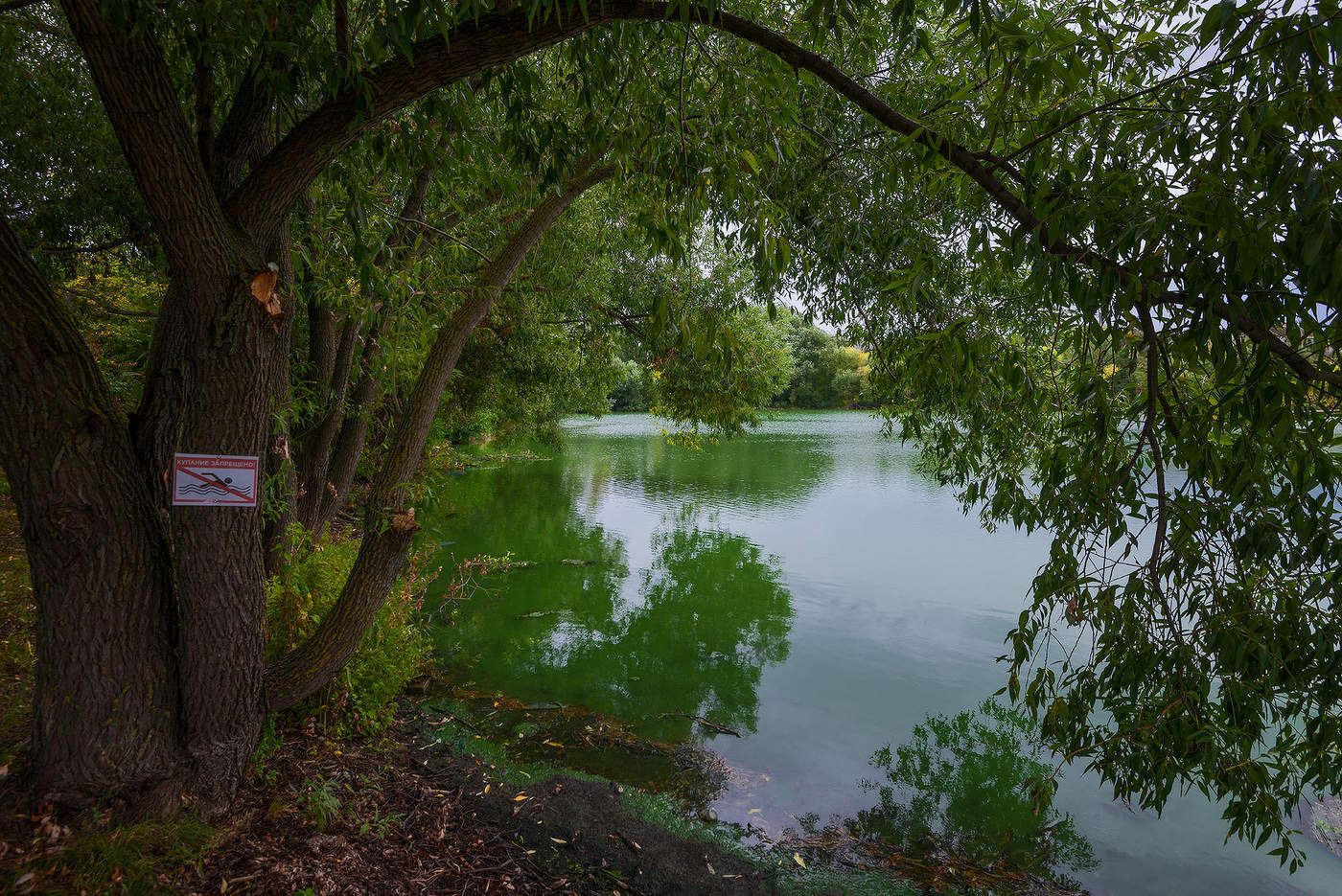 Сельский пруд...