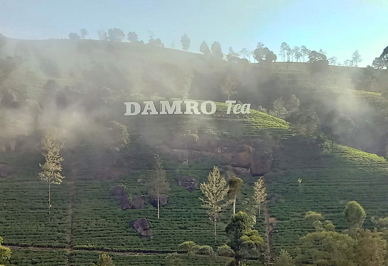 Высокогорные чайные плантации