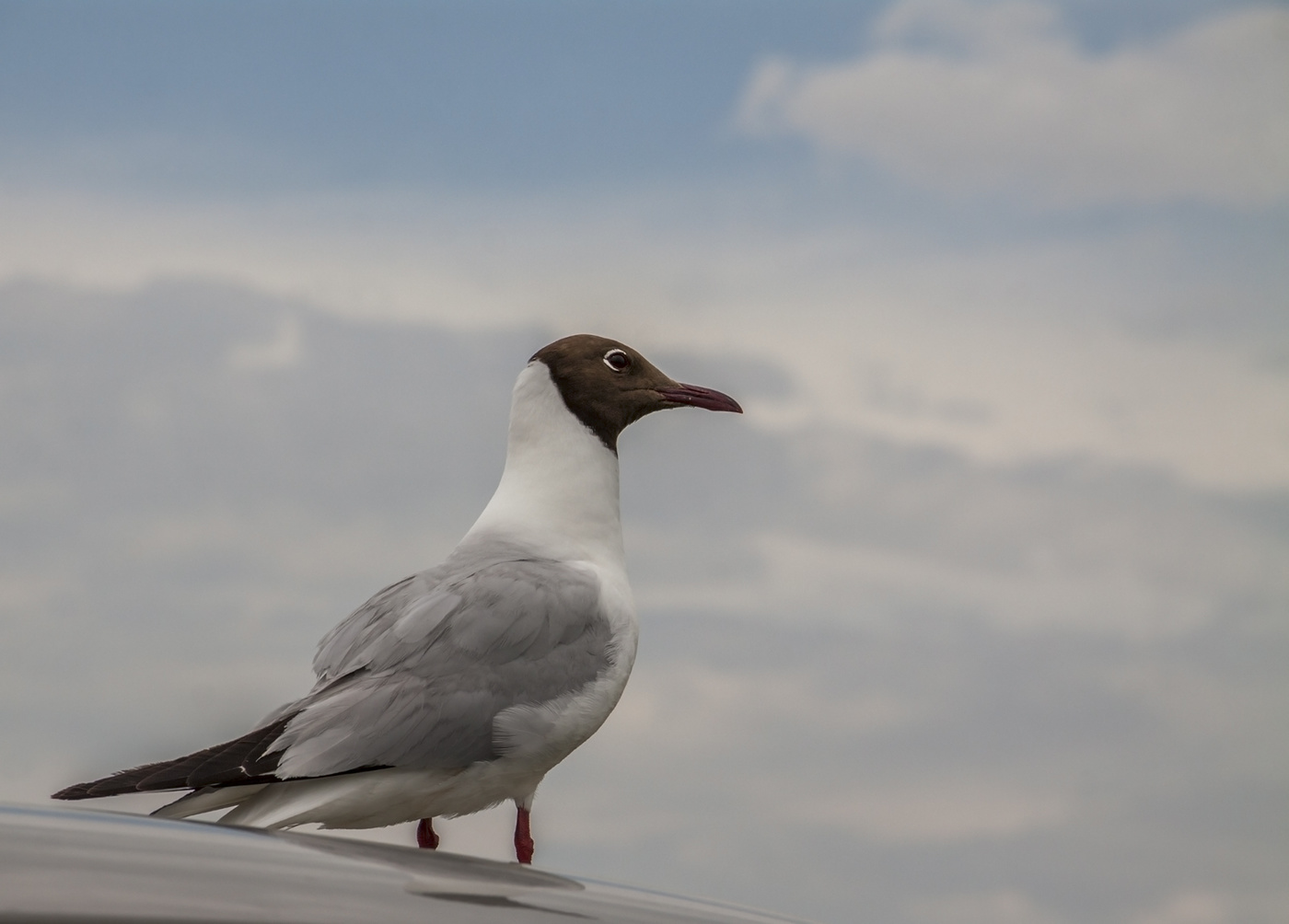 Высоко сижу-далеко гляжу