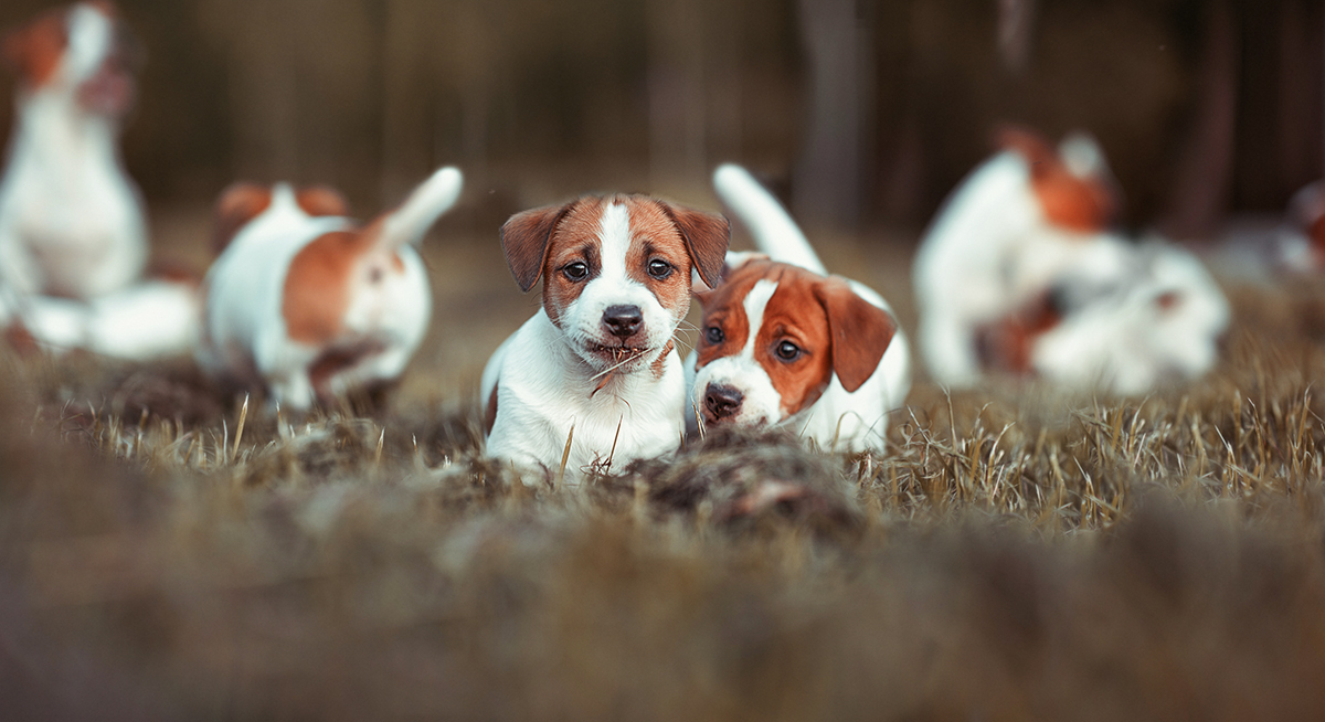 Атомный реактор в собачьей шкуре замер на секунду..)