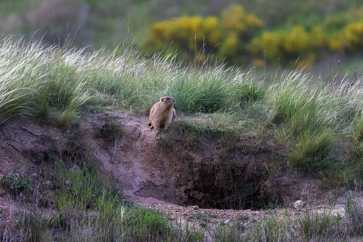 Сторожевой