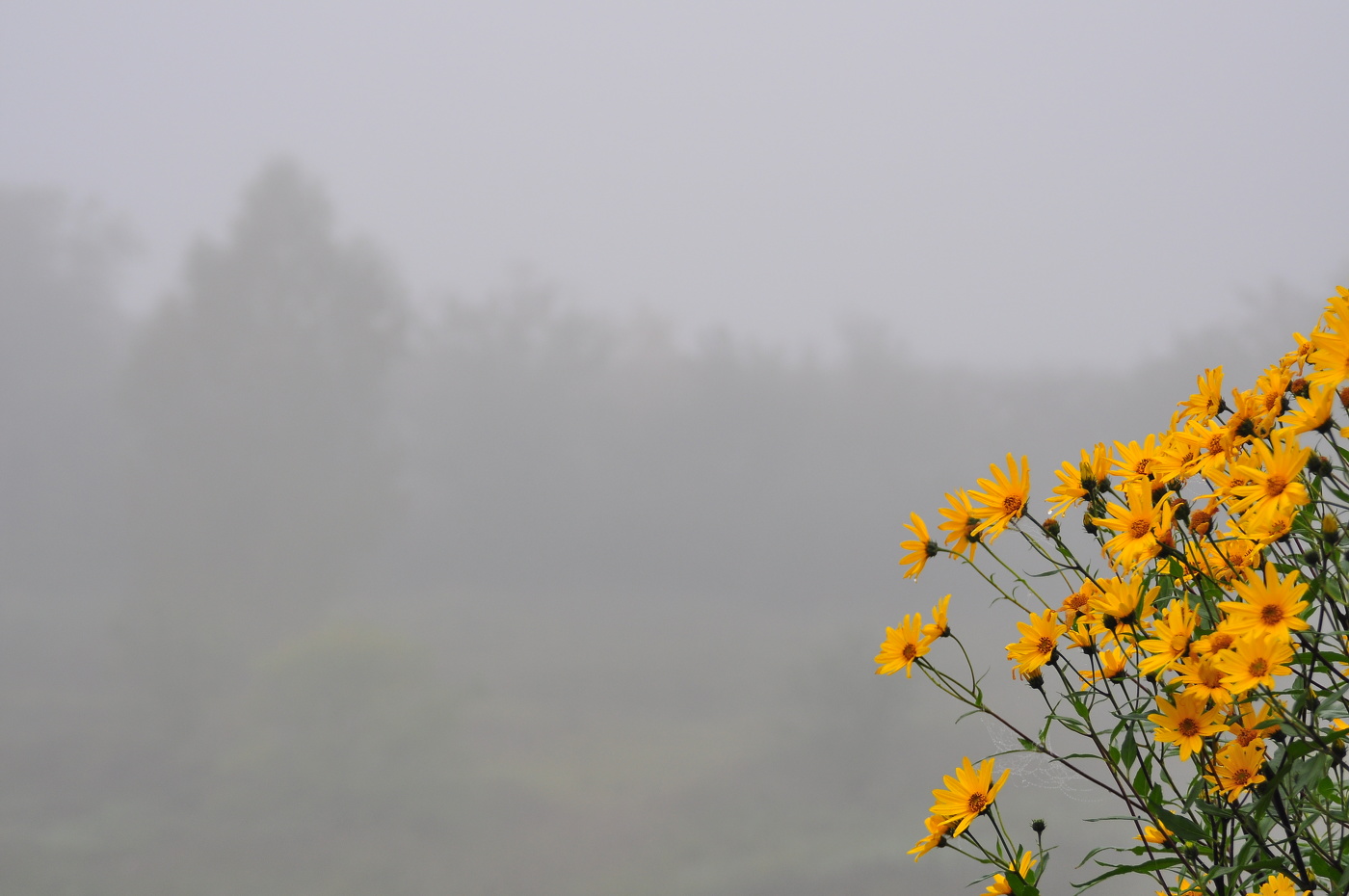 Утренний туман.