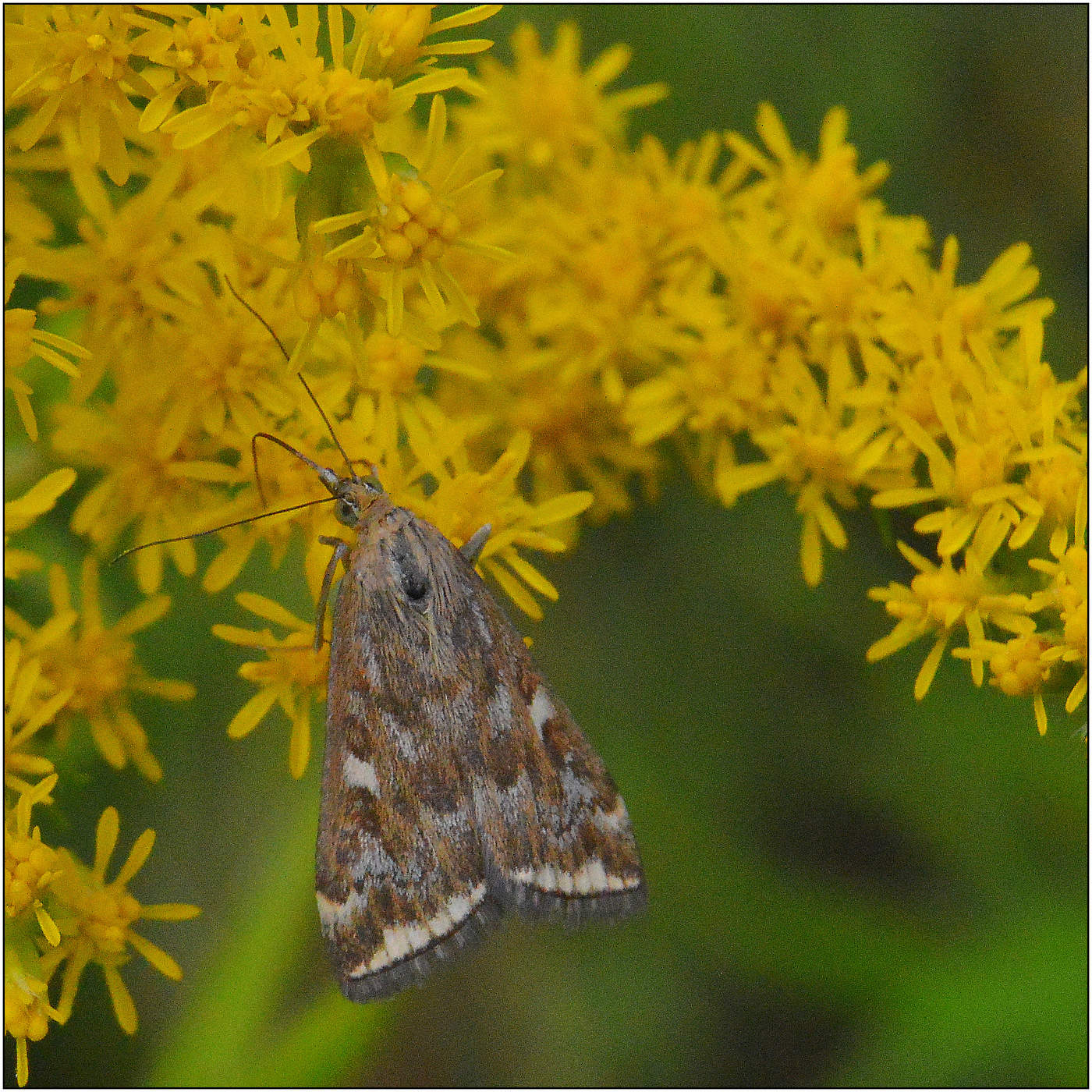 Незаметная красота.