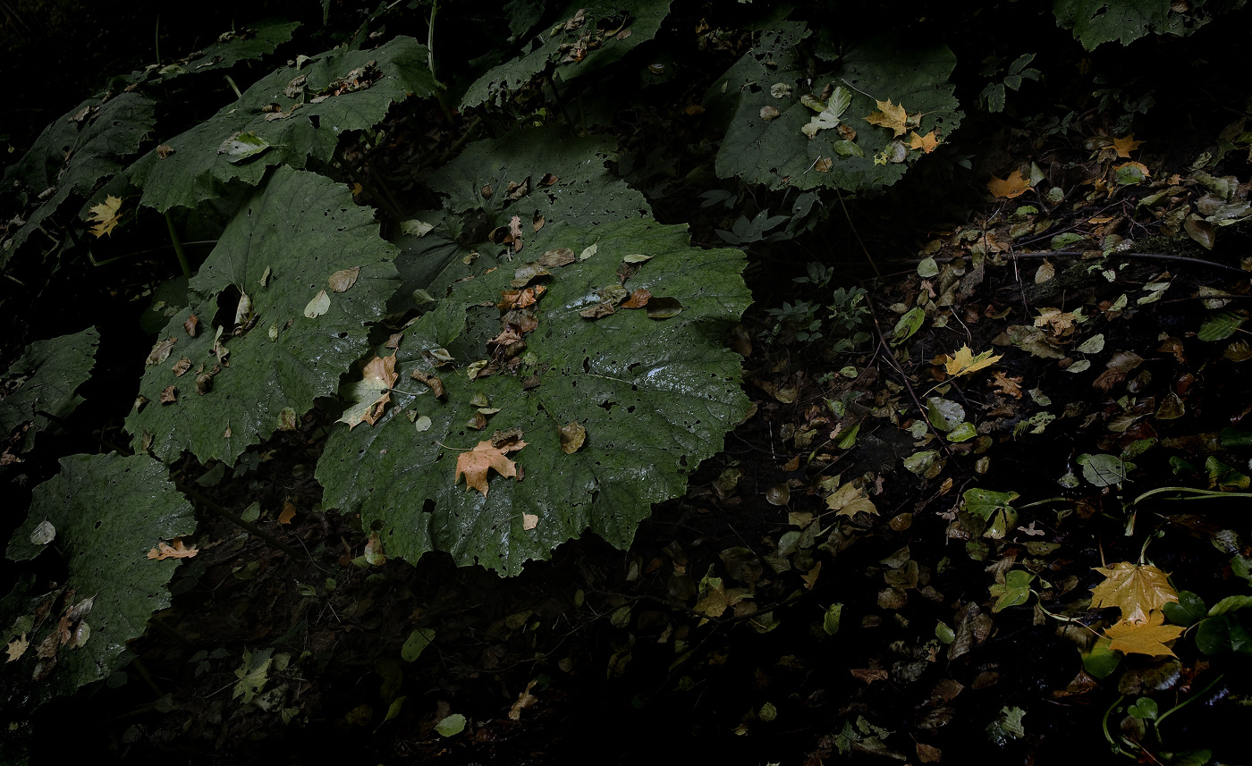 Лопухиада-4