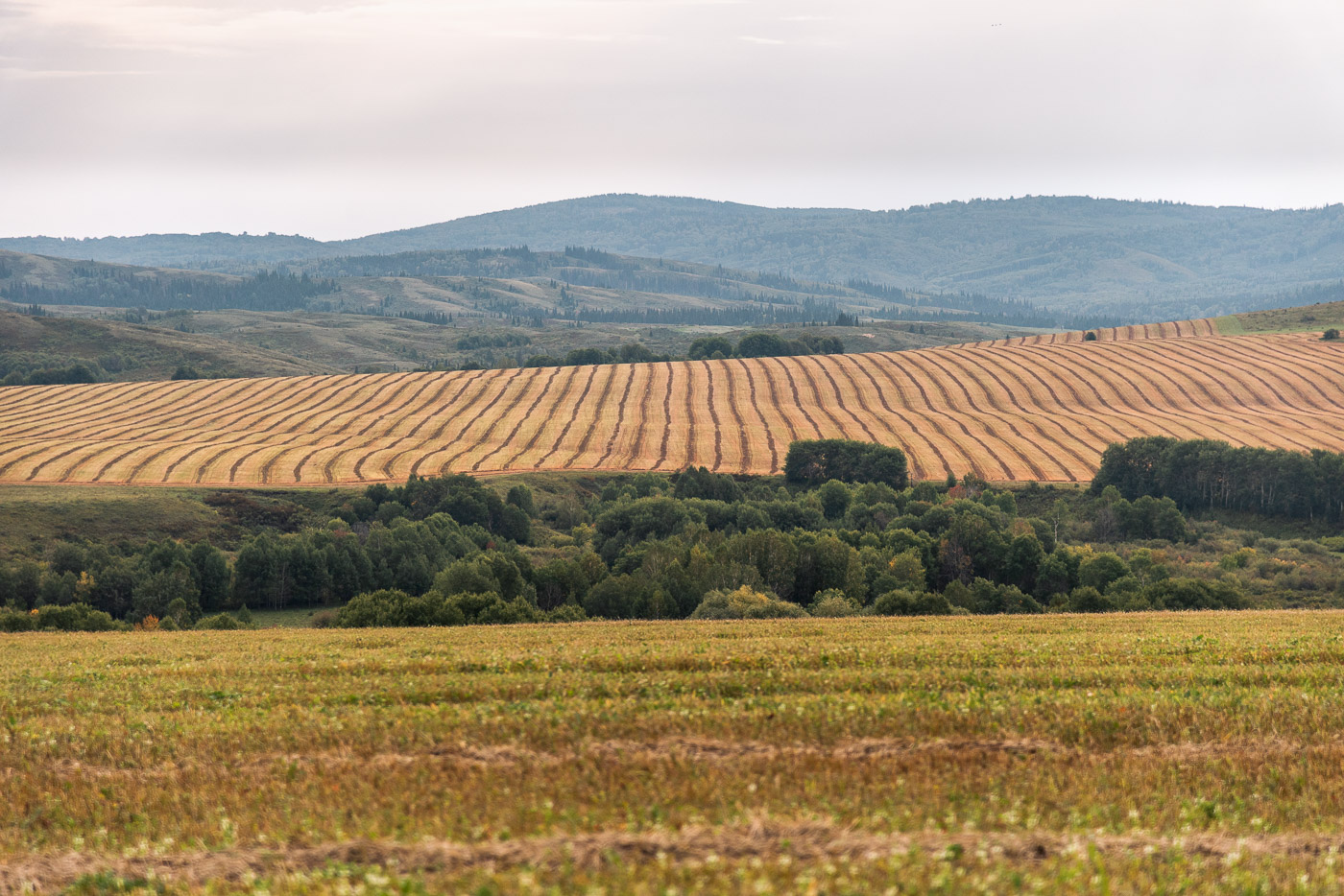Геометрия поля