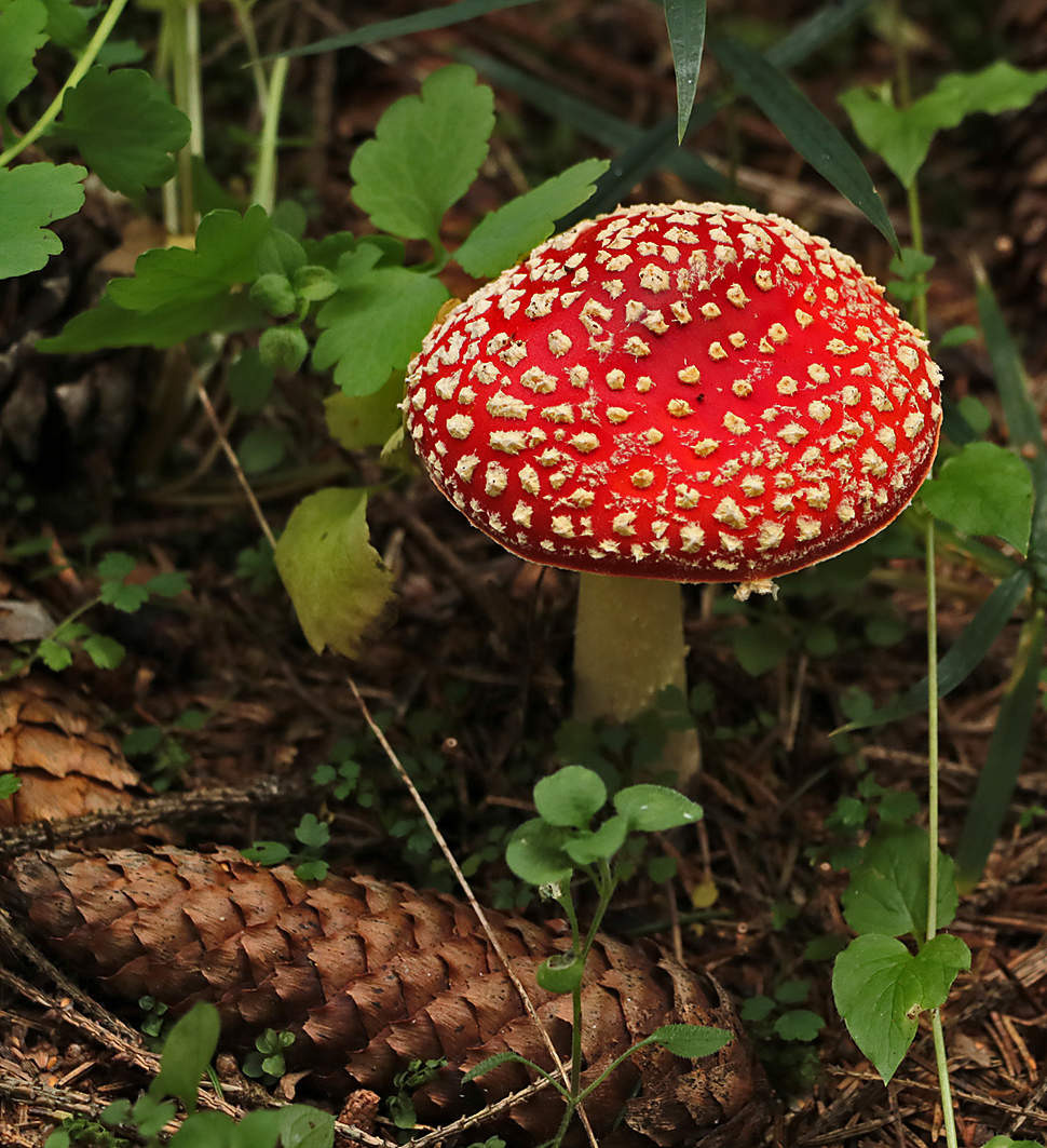 Сентябрь - время мухоморов