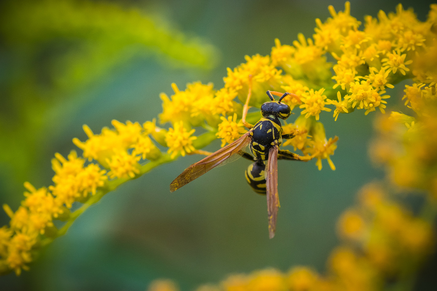 Желтый полосатик