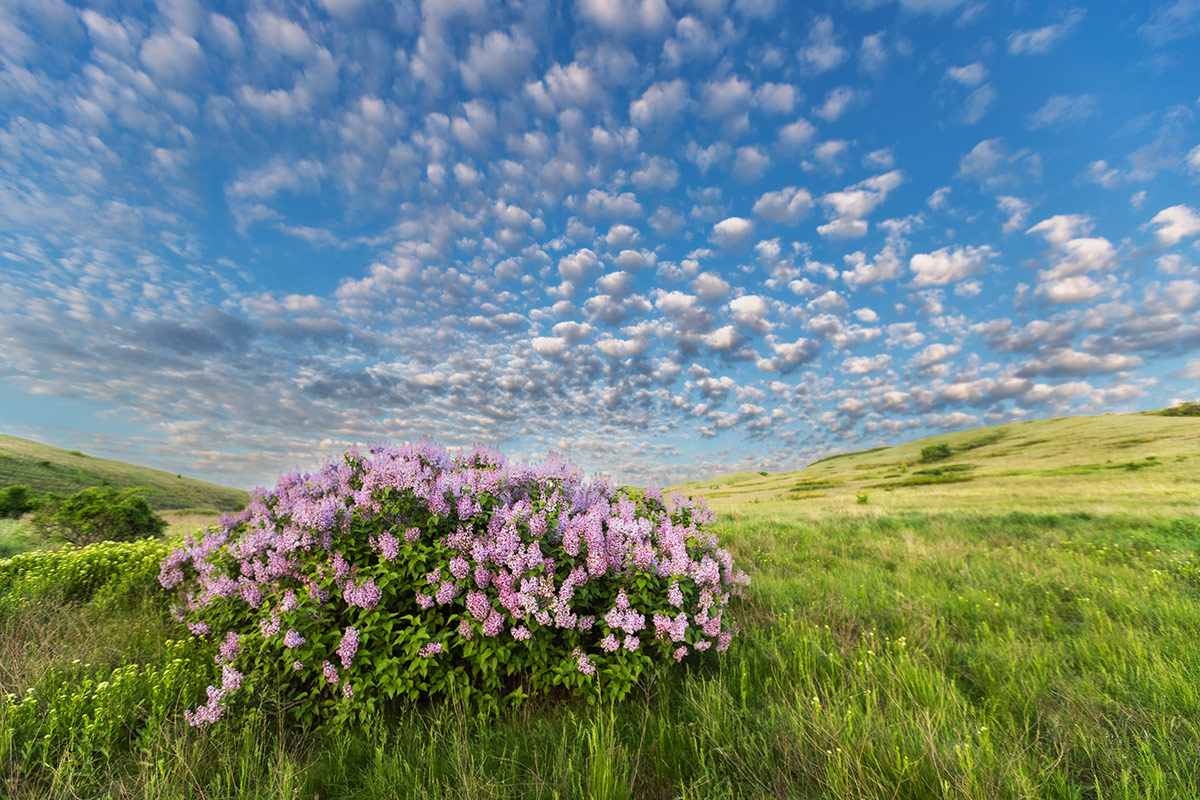 Куст сирени