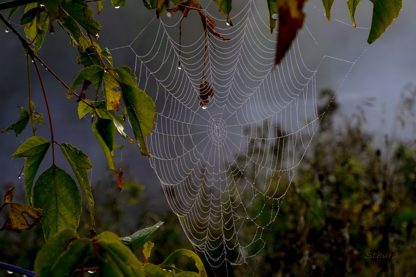 Утренние зарисовки.
