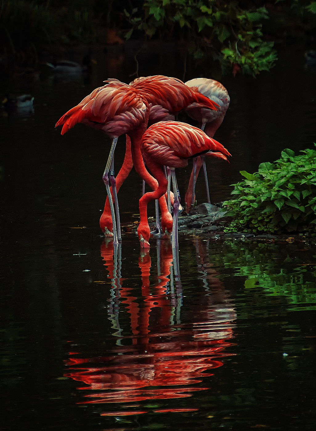 Flamingo