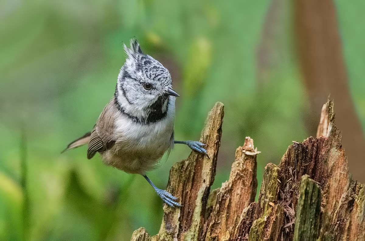 Гренадёрка.