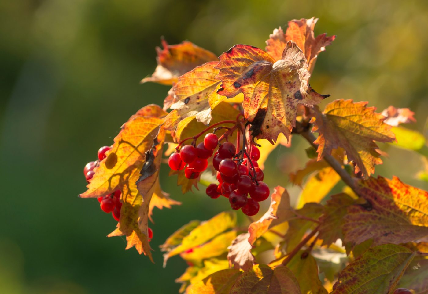 Гроздья красные калины...Этюды сентября.