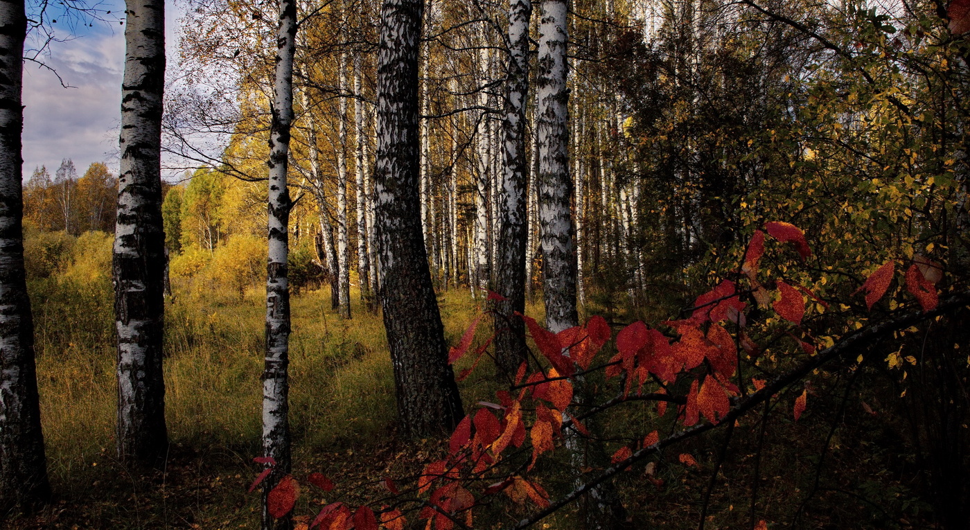 *На лесной опушке.**