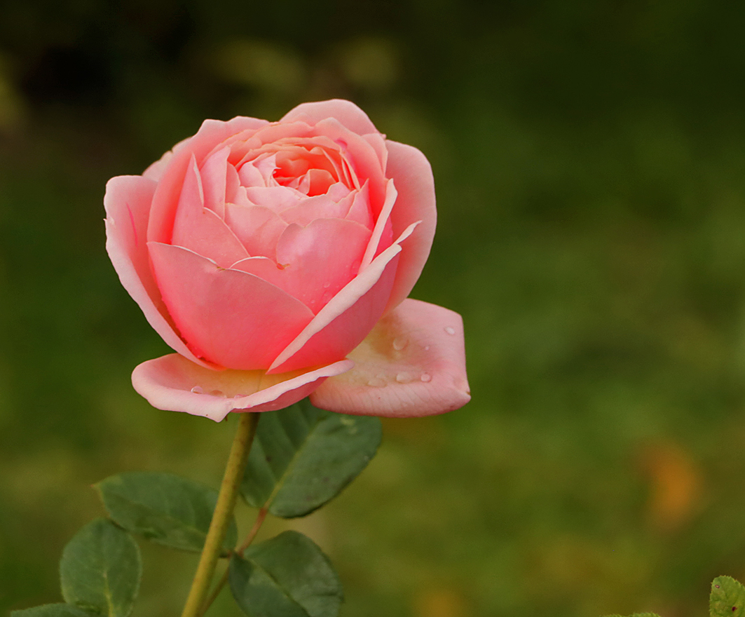 Сентябрьская нежная