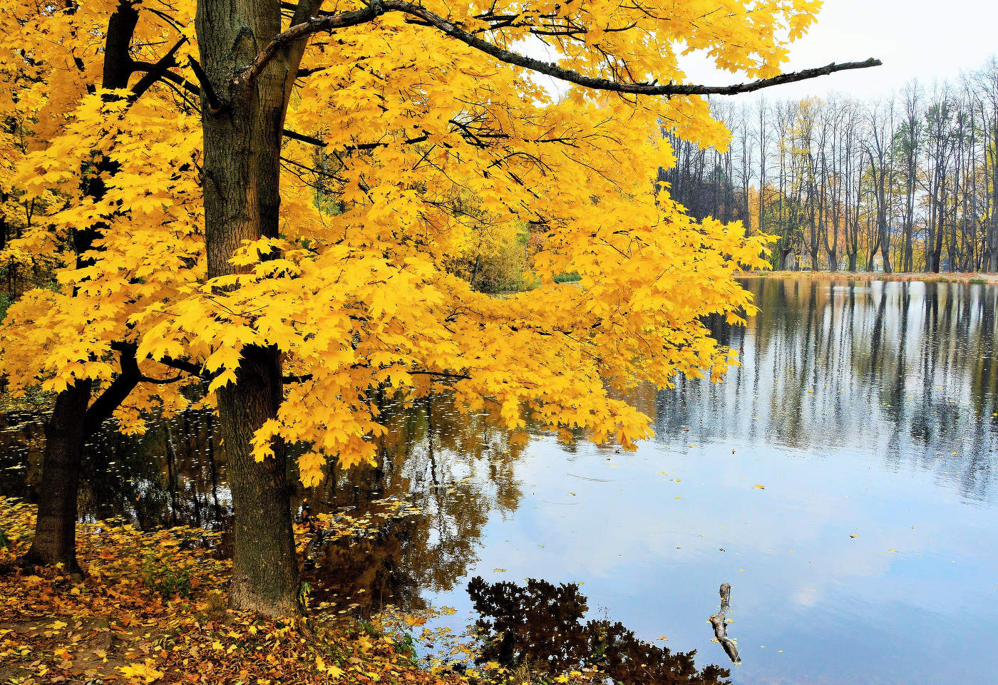 "Осень, рыжая кобыла, чешет гриву ..."