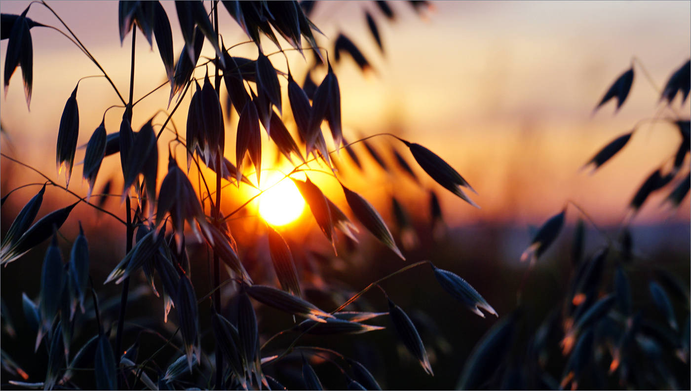 В лучах закатного солнца