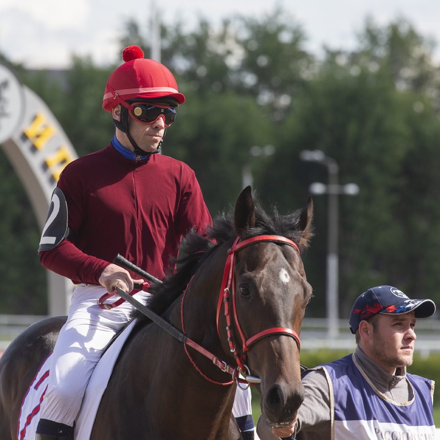 Тёмная лошадка