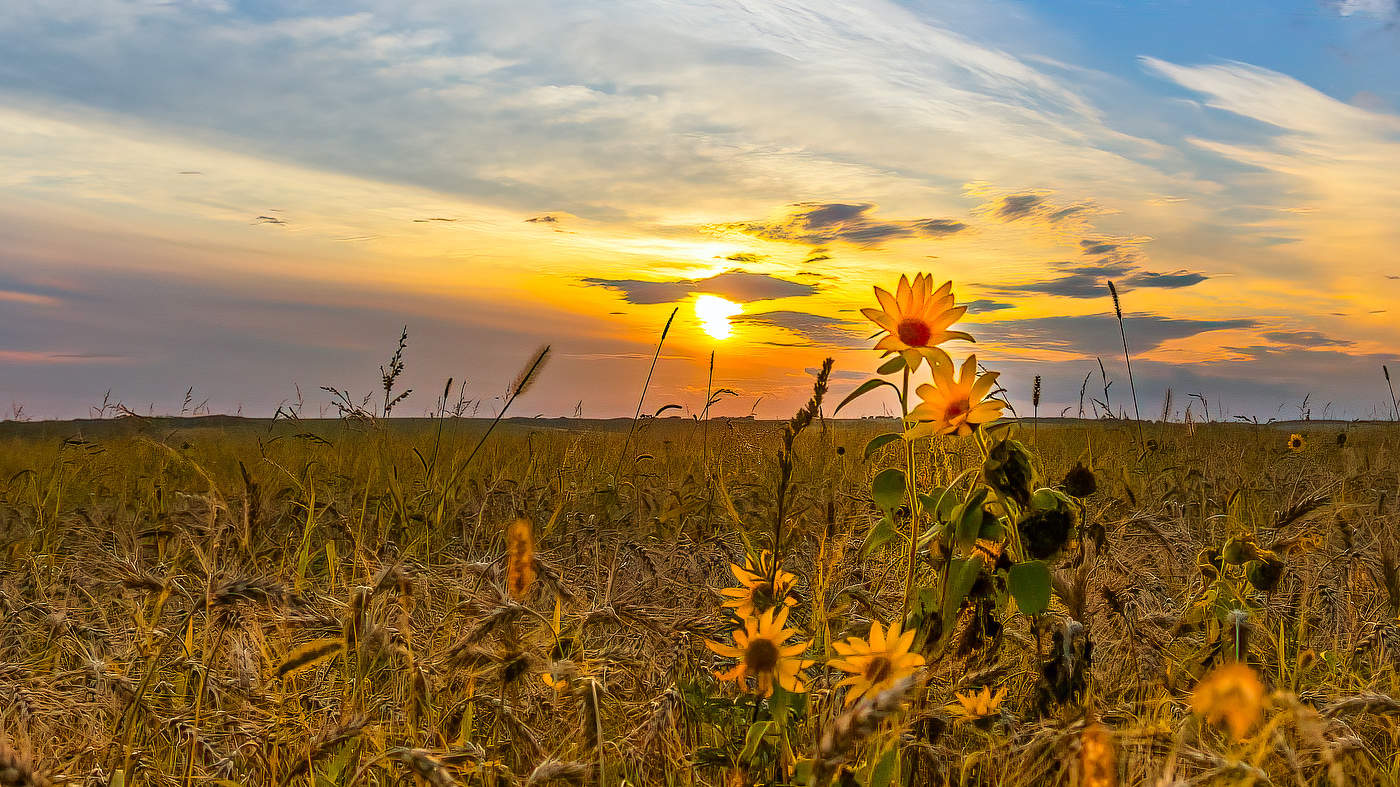 закат в подсолнухах на пшеничном поле