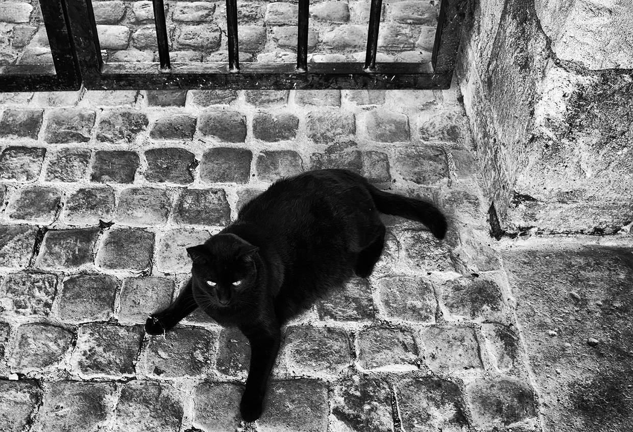 Кот у ворот