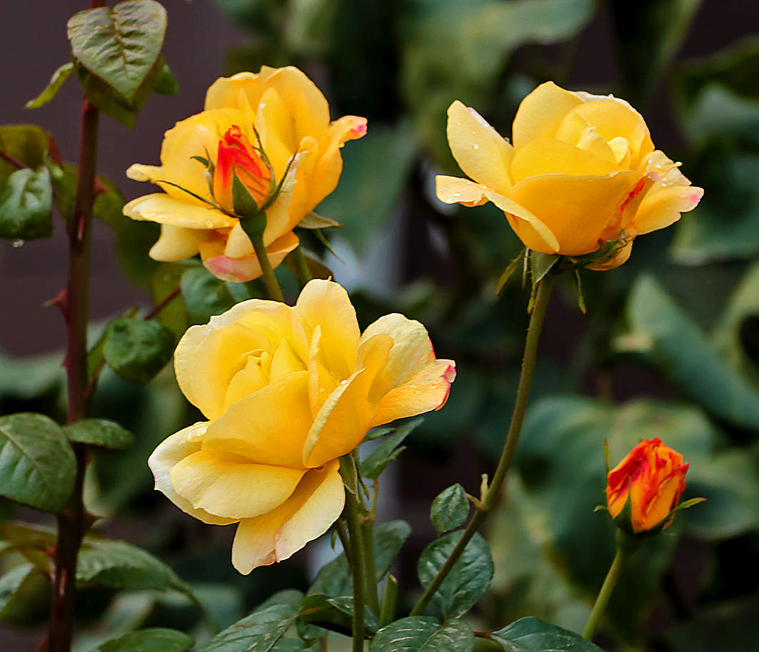 Осенние розы