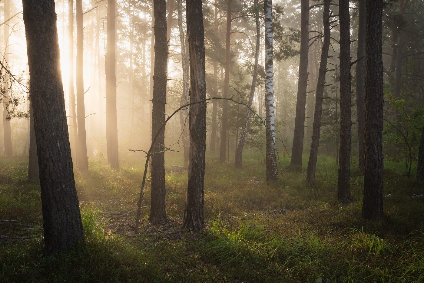 Сентябрьское утро в лесу
