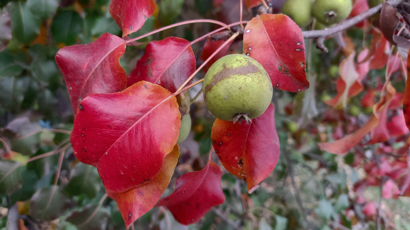Осеннее...Сентябрьское...