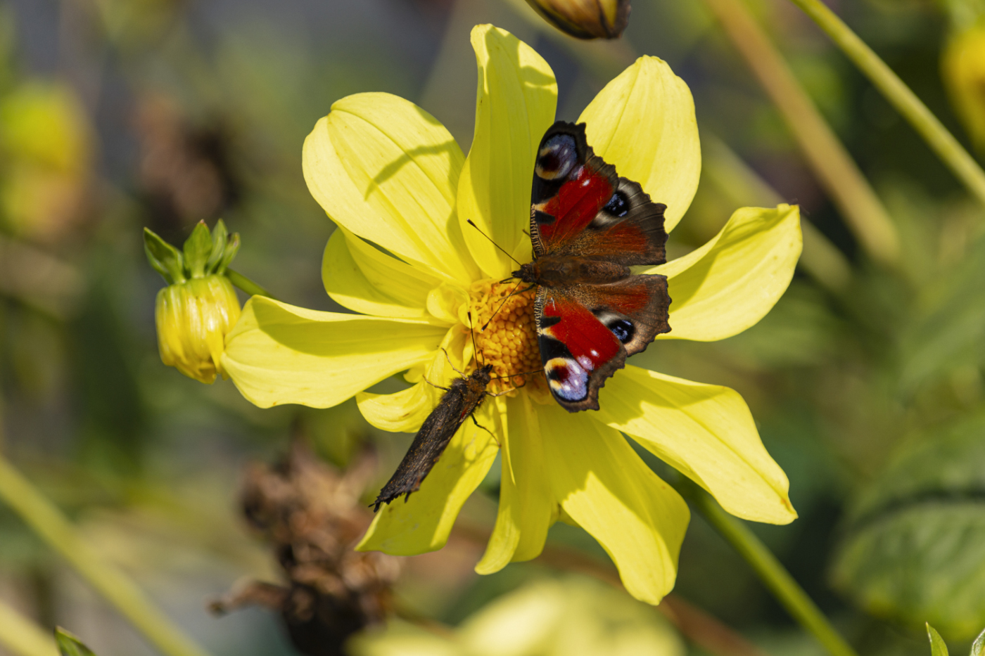 Осенние встречи.