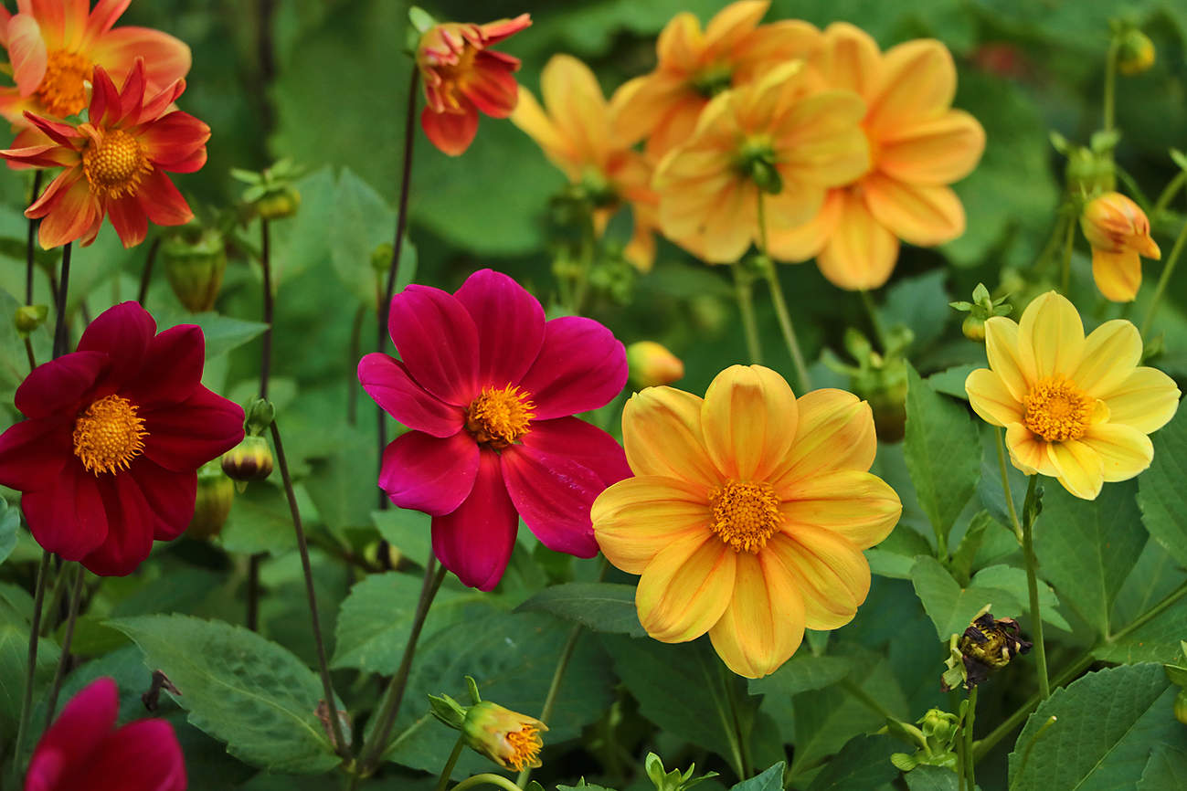 Георгинчики