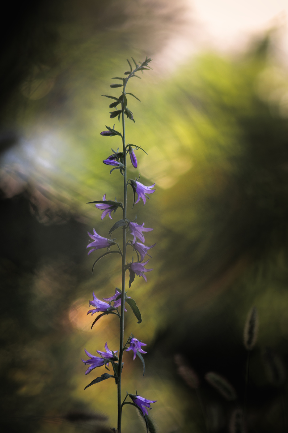 Тяга к свету...