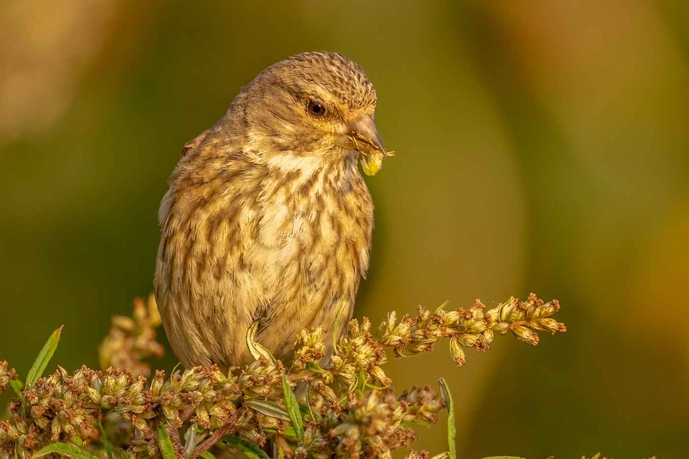 птица чечетка за трапезой
