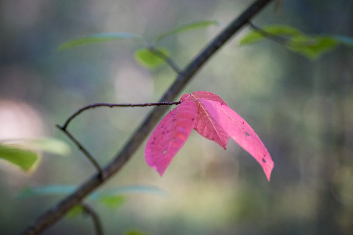 Осень пришла