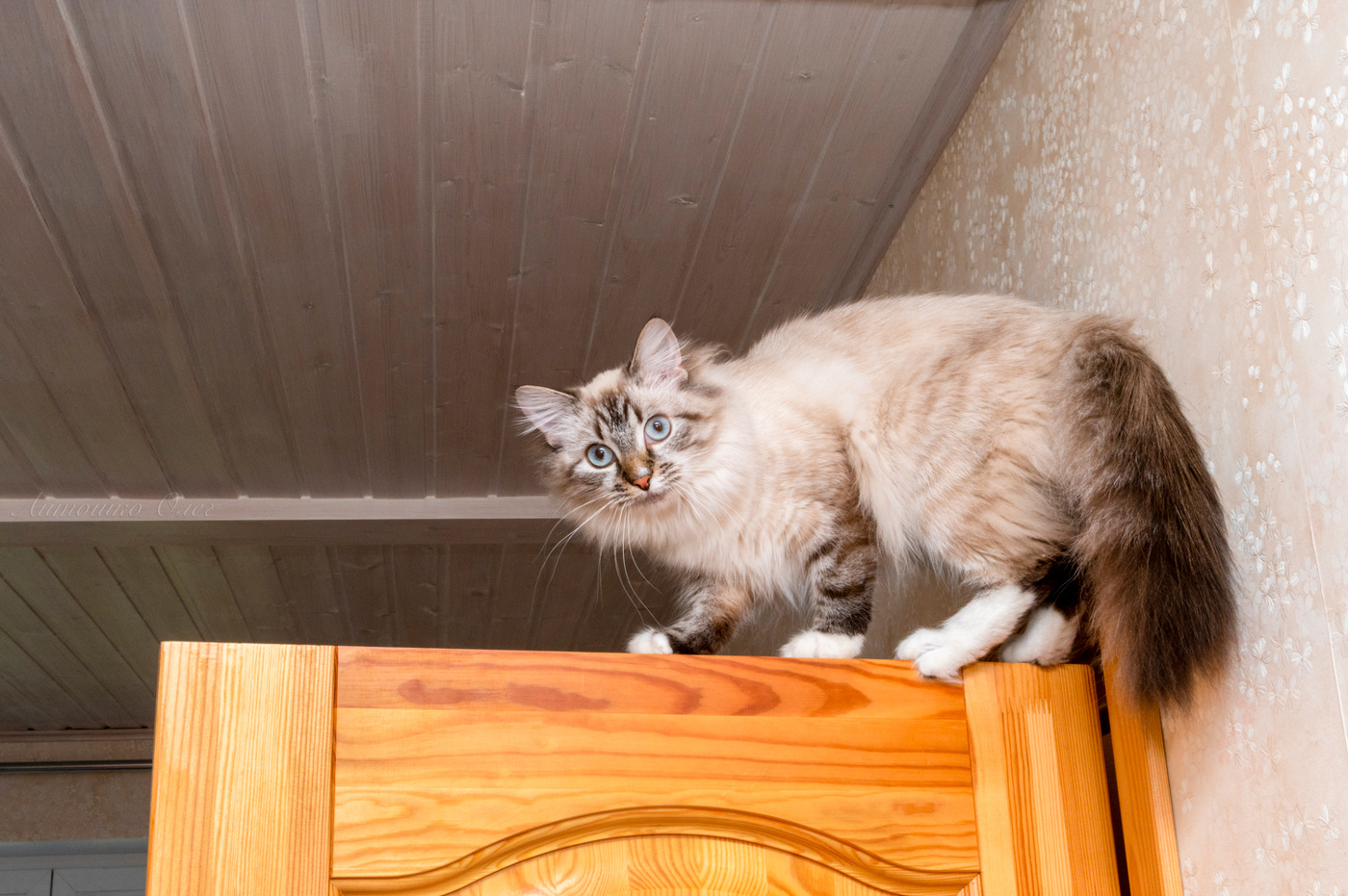 У кошек нет преград...