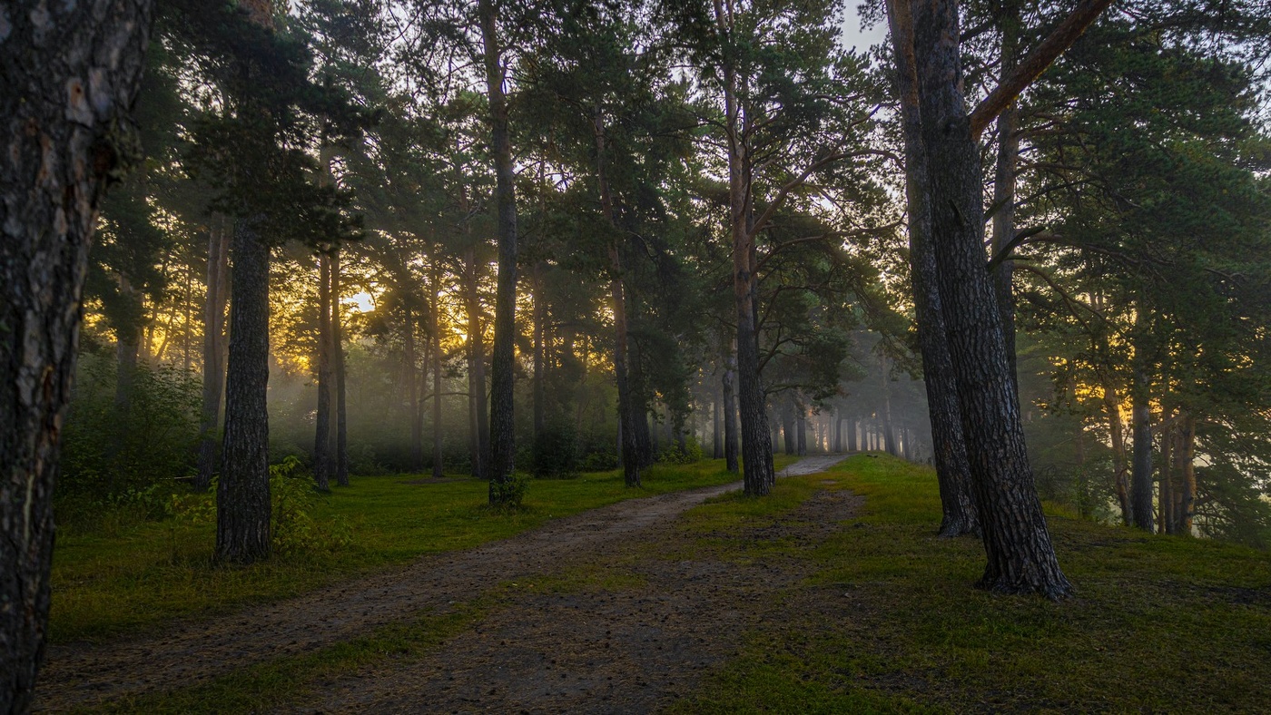 Утро в сосновом лесу