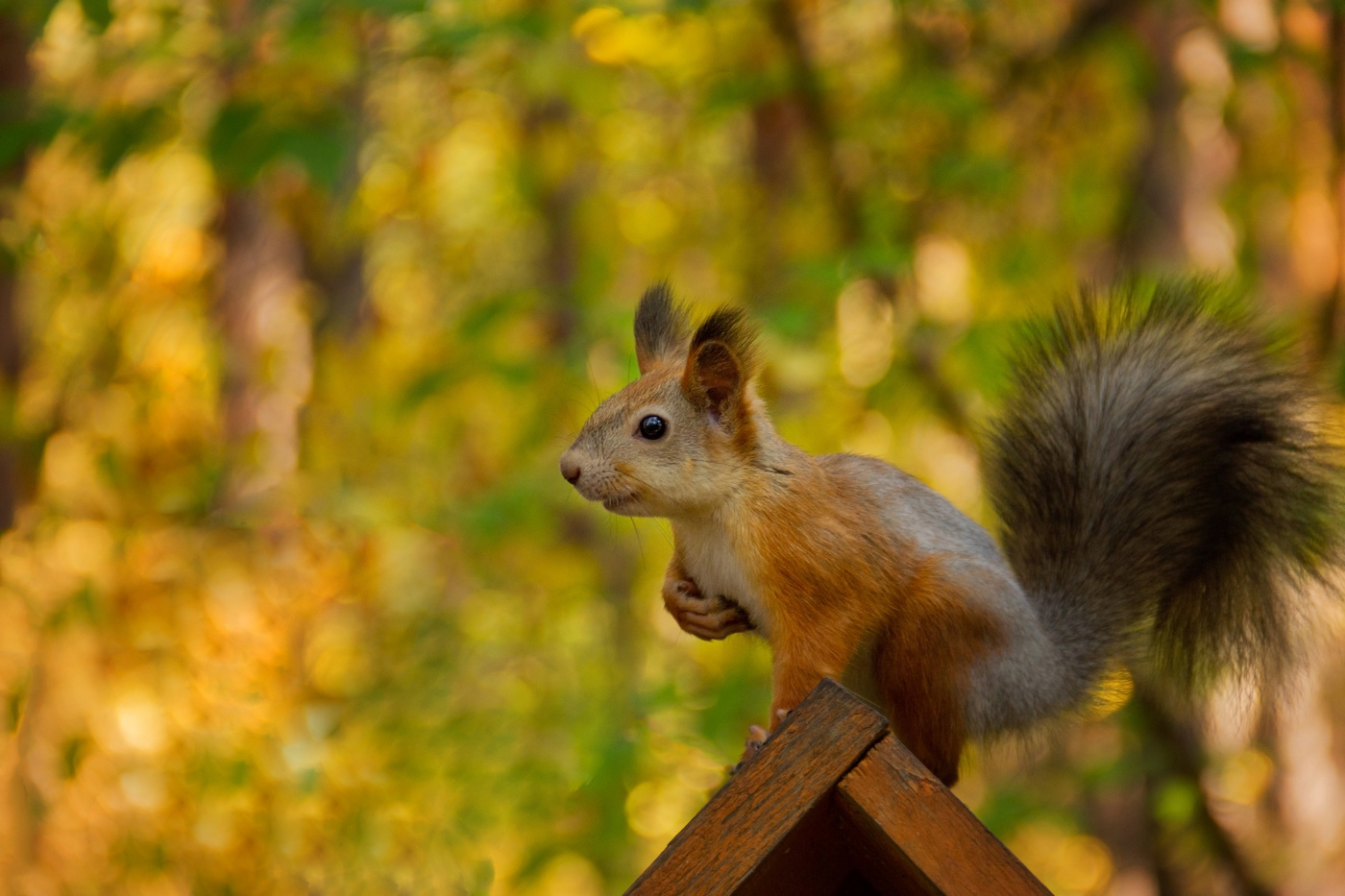 "Сердечница"