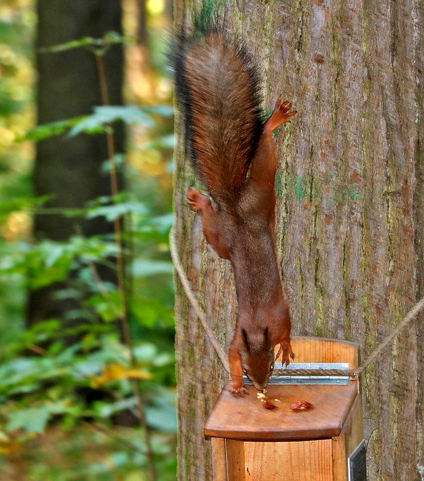 Белочки в Царицыно