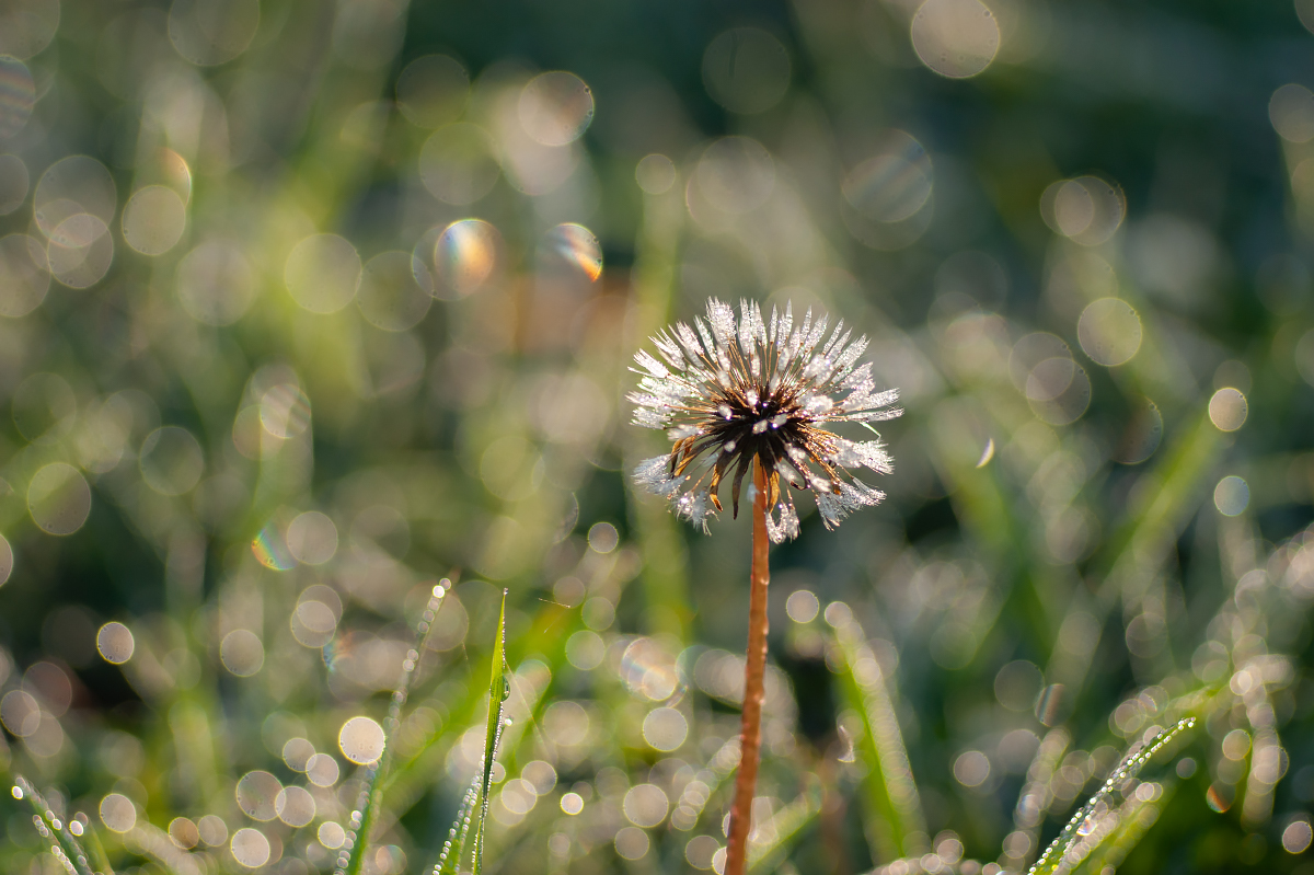 Одуванчик осенний