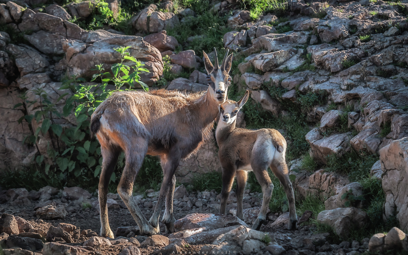 Самая родная - мама
