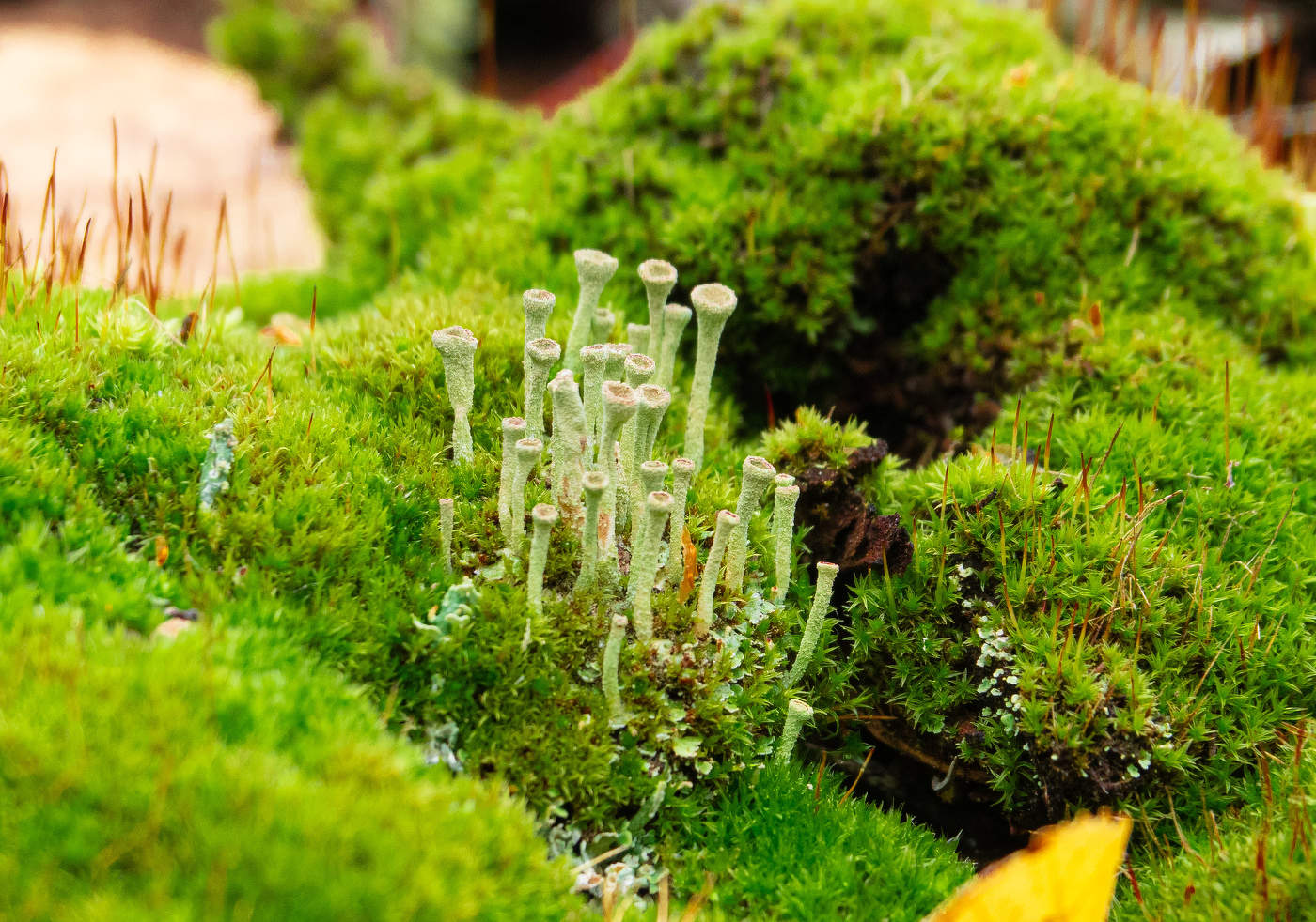 Осенние жители