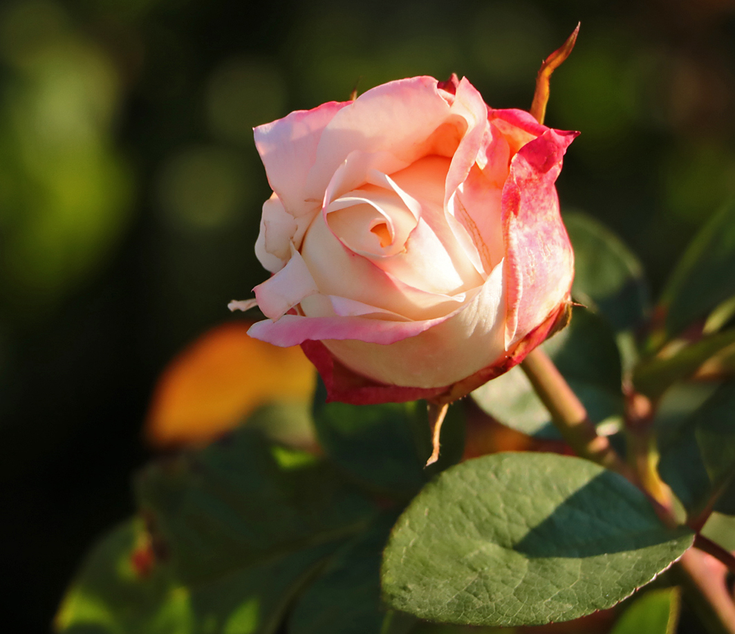 Осенняя красотка