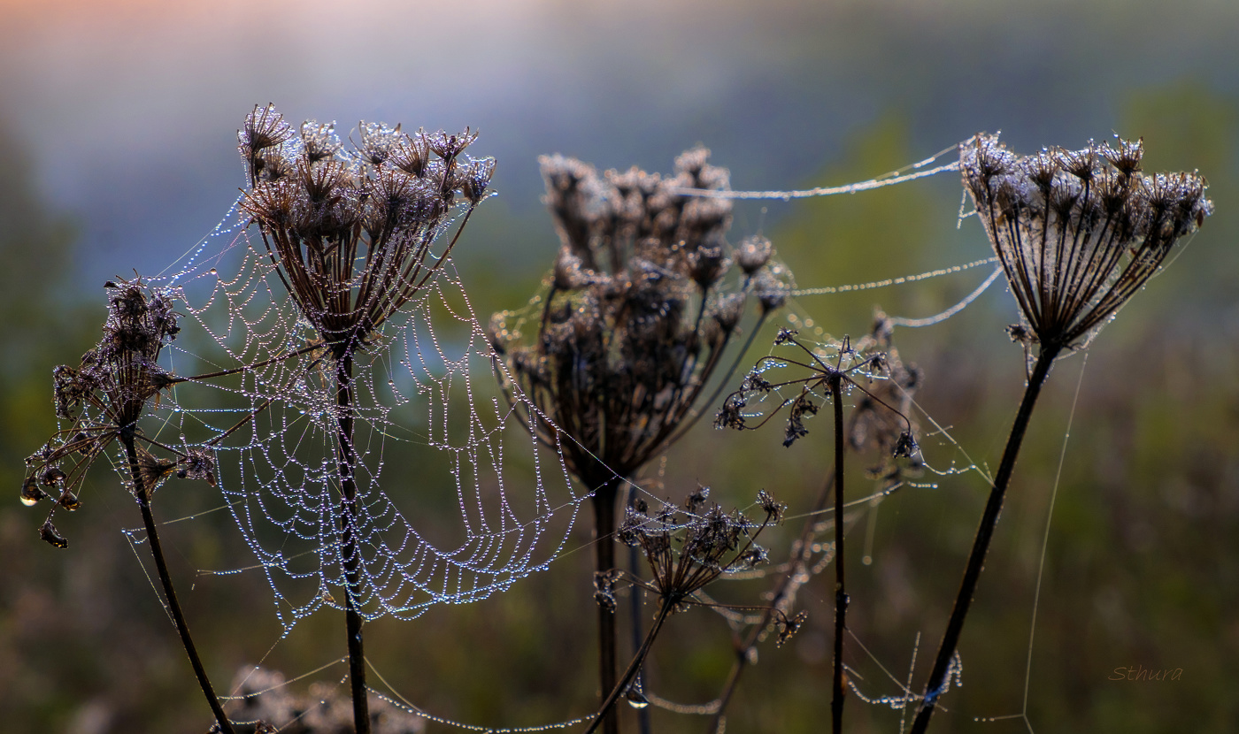 Роса на паутине.