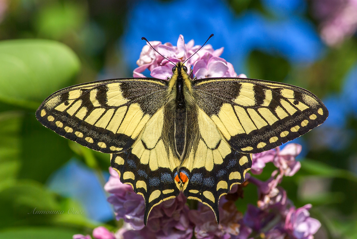 Парусник махаон.