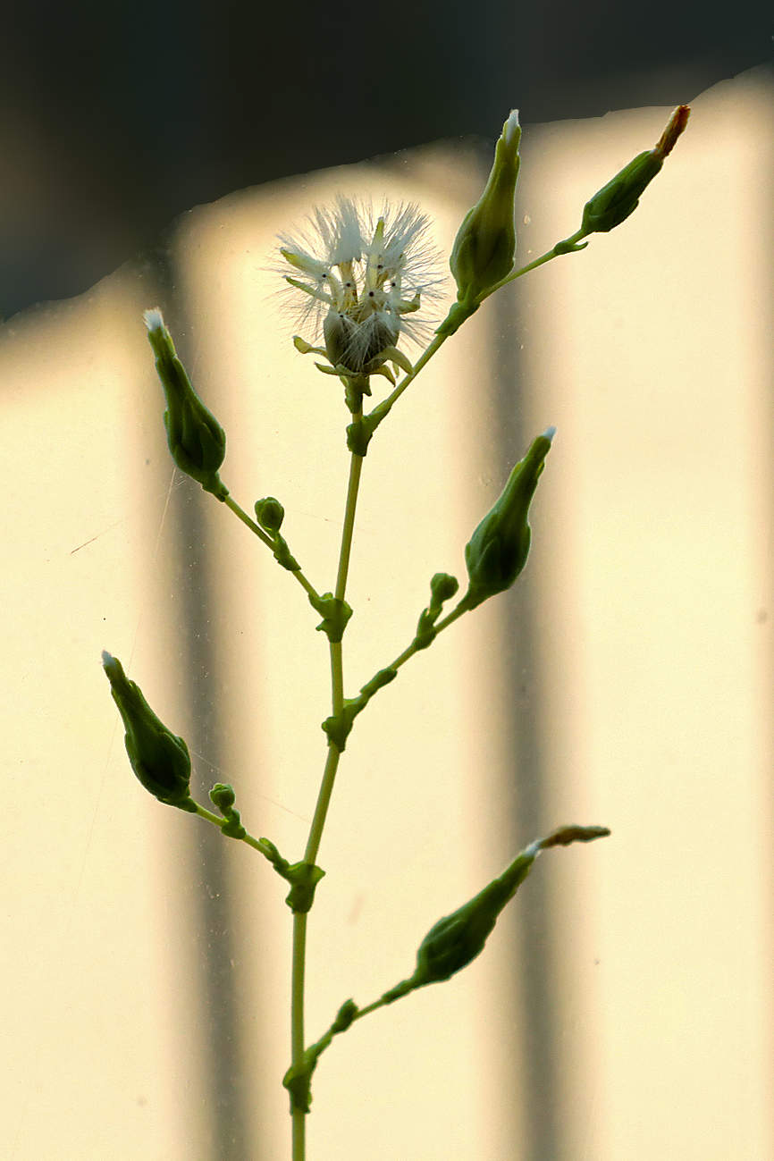 Цветение салата