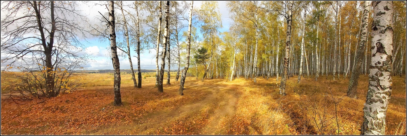 Осенние березки...