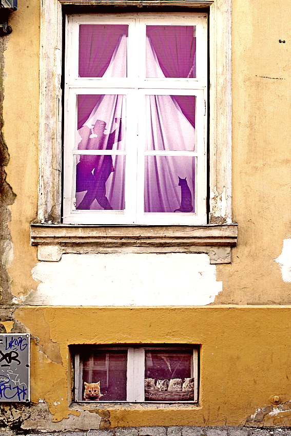 Социальные слои